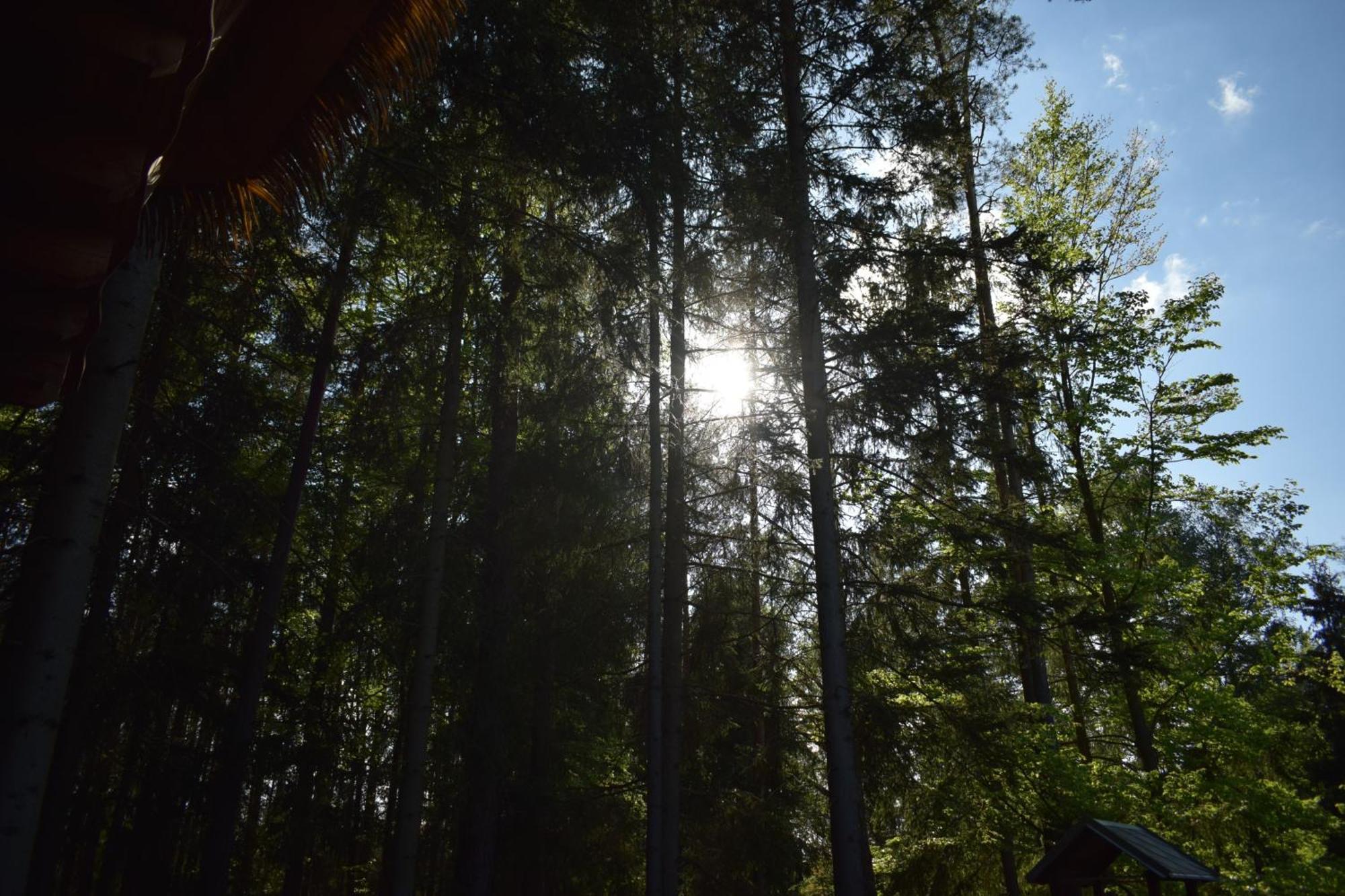 فندق Treehouse U Rybnika Osecna المظهر الخارجي الصورة